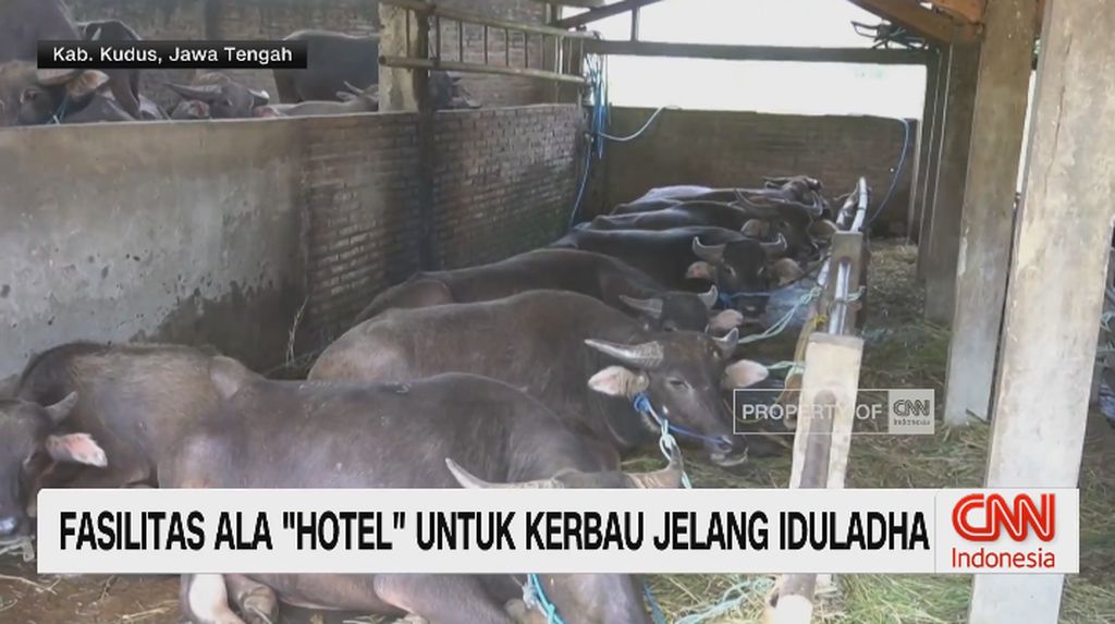 VIDEO: Fasilitas Perawatan Hewan Kurban Jelang Iduladha