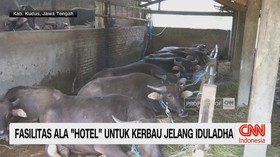 VIDEO: Fasilitas Perawatan Hewan Kurban Jelang Iduladha