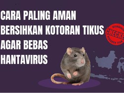 Selama Ini Salah? Ini Cara Paling Aman Bersihkan Kotoran Tikus Agar Tak Kena Hantavirus