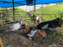Harga Kambing Kurban 2026 Terbaru di Makassar, Cek Kisarannya di Sini!