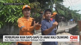 VIDEO: Perburuan Ikan Sapu-Sapu di Anak Kali Ciliwung