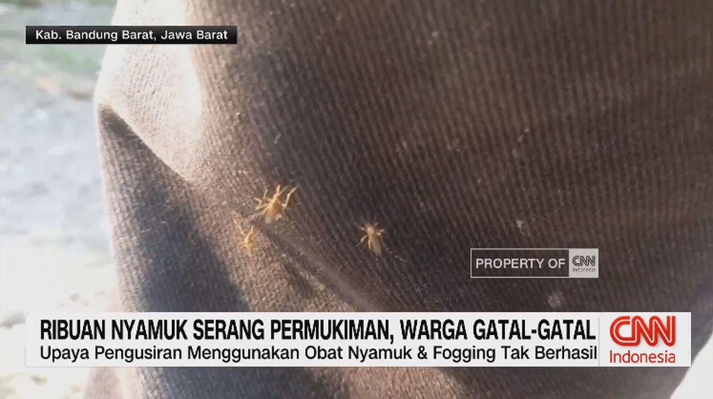 ViDEO: Ribuan Nyamuk Serang Permukiman, Warga Gatal-Gatal