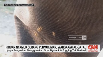 ViDEO: Ribuan Nyamuk Serang Permukiman, Warga Gatal-Gatal