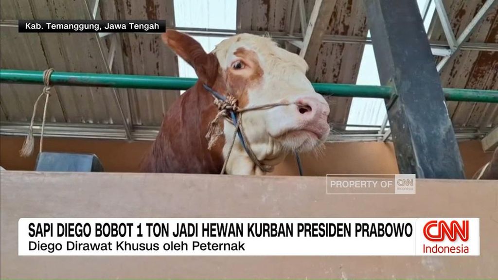 VIDEO: Sapi Diego Bobot 1 Ton Jadi Hewan Kurban Presiden Prabowo