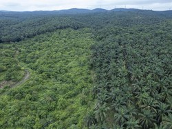 Susut Puluhan Juta Ha, Profesor IPB Soroti Jasa Hutan yang Dianggap Gratis