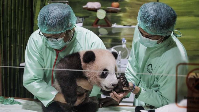 Bayi panda raksasa yang diberi nama Rio sudah bisa menyapa pengunjung Taman Safari Indonesia mulai akhir Mei 2026.
