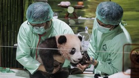 FOTO: Bayi Panda Pertama di Indonesia Tumbuh Sehat