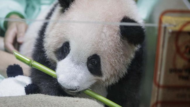 Bayi panda raksasa lahir di Taman Safari Indonesia dan diberi nama Satrio Wiratama.