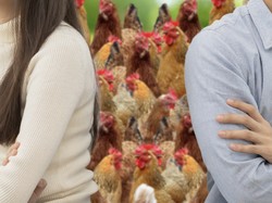 Pasangan Ini Cerai Lalu Ribut Rebutan Seekor Ayam!