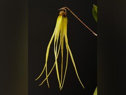 Mengenal Bulbophyllum thiurum, Temuan Anggrek Baru di Kalimantan