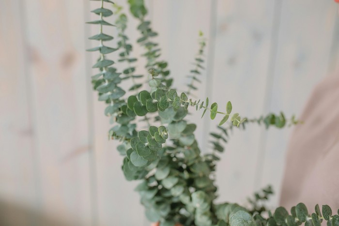 Eucalyptus memiliki wangi yang tidak disukai oleh cicak