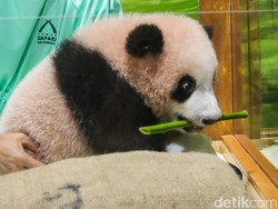 Bayi Panda Satrio Wiratama Bisa Dijenguk di Taman Safari Mulai 30 Mei