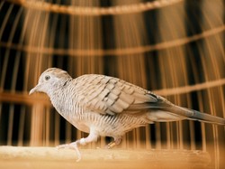 17 Burung Perkutut yang Membawa Keberuntungan dan Rezeki Versi Primbon Jawa