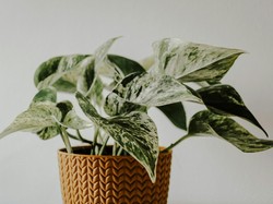 15 Tanaman yang Cocok untuk Kamar Mandi, Serap Bau dan Bikin Udara Segar!