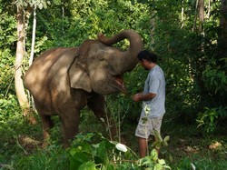 Cerita Mahout dan Mitigasi Konflik Gajah di Bukit Tigapuluh