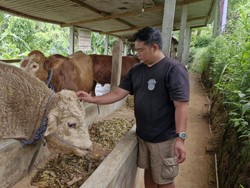 Sapi Kurban Dirawat Bak Atlet, Peternak di Ponorogo Tawarkan Layanan Premium