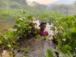 Aksi Senyap Mang Kiclik, Susuri Waduk Saguling Bersihkan Eceng Gondok