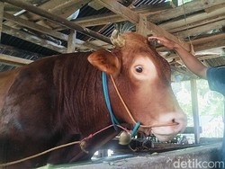 Mengenal Bagong, Sapi Kurban Presiden Prabowo Berbobot 1,150 Ton di Sulbar