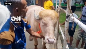 Viral Penampakan Sapi Mirip Donald Trump Bikin Ramai Bangladesh