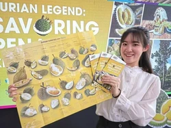 Di Penang Kini Ada Wisata Durian, Bisa Makan Musang King Sepuasnya!