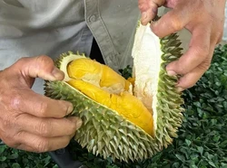 Musim Durian Bikin Kalap, Ini Batas Aman Konsumsinya!