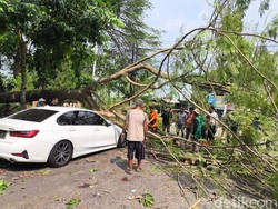 Mobil Putih di Caracas Kuningan Ringsek Tertimpa Pohon Tua