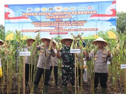 Polres Gianyar Panen Jagung, Dukung Ketahanan Pangan dan Program MBG