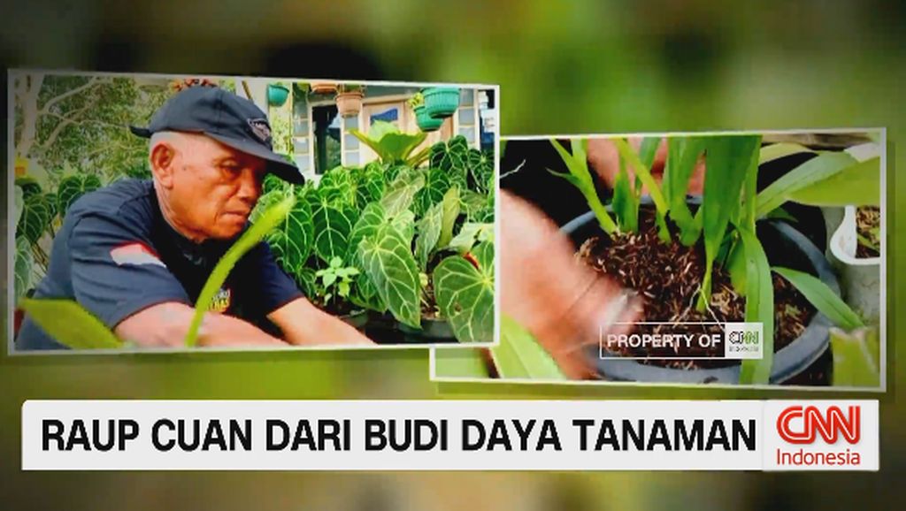 VIDEO: Raup Cuan Dari Budi Daya Tanaman