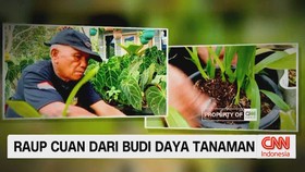 VIDEO: Raup Cuan Dari Budi Daya Tanaman