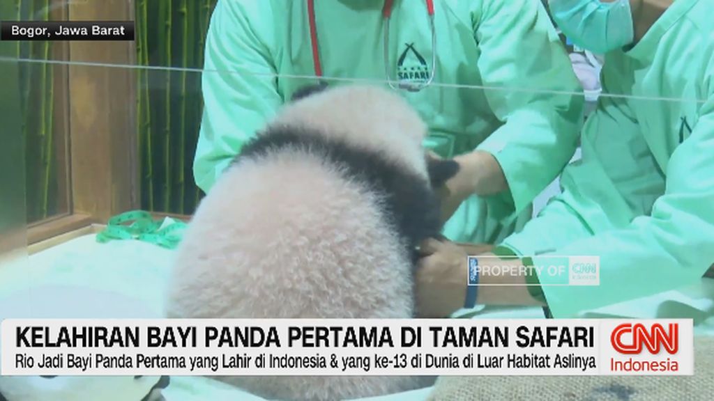 VIDEO: Kelahiran Bayi Panda Pertama di Taman Safari