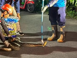 Sanca 3 Meter Mendesis di Plafon Warga Sleman, Sempat Dikira Gas Bocor