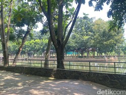Terungkap Asal-usul Kawanan Rusa Muncul di Permukiman Depok Subuh-subuh