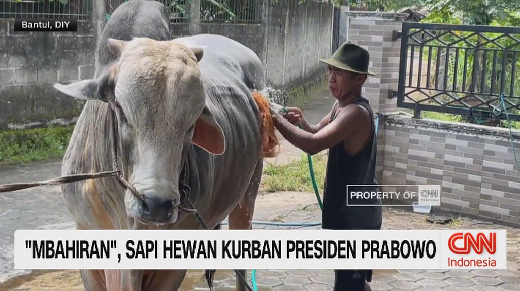 VIDEO: 'Mbahiran', Sapi Hewan Kurban Presiden Prabowo