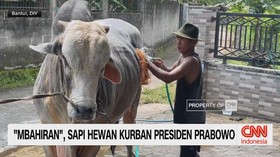 VIDEO: 'Mbahiran', Sapi Hewan Kurban Presiden Prabowo