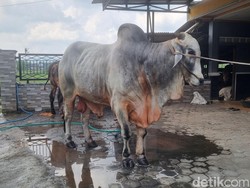 Melihat Mbah Iran, Sapi yang Dibeli Prabowo untuk Kurban di Bantul