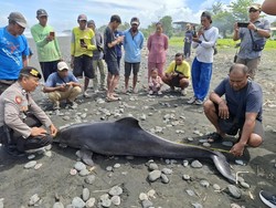 Lumba-Lumba Hidung Botol Mati Terdampar di Pantai Yehsumbul Jembrana