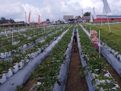 Sensasi Wisata Petik Buah di Pulau Dewata
