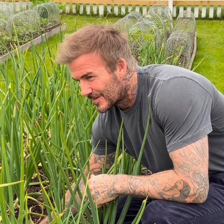 <p>Dalam unggahan itu, David tampak sibuk memetik daun bawang yang sudah siap dipanen. Sementara Victoria merekam sang suami sambil mengajaknya mengobrol santai, Bunda.&nbsp;(Foto: Instagram@davidbeckham)</p>
