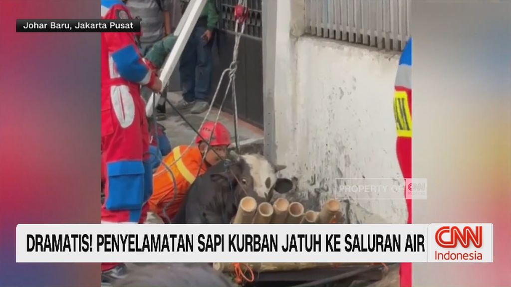 VIDEO: Dramatis! Penyelamatan Sapi Kurban Jatuh ke Saluran Air