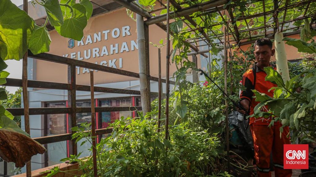 FOTO: Kelurahan Tangki Sulap Atap Kantor Jadi Lumbung Pangan