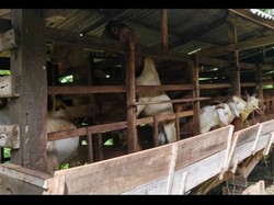 Peternak di Pupuan Tabanan Keluhkan Penjualan Kambing Lesu Jelang Idul Adha