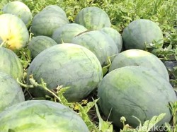 Apakah Kulit Semangka Bisa Dimakan? Gubes UGM Bilang Begini