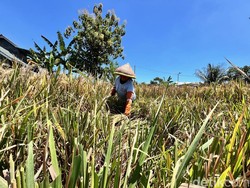 Solusi Atasi Kelangkaan Pupuk dari DPRD Banyuwangi: Dukung Organik!