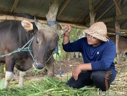 Bangganya Peternak Gen Z di Klungkung Sapinya Dibeli Presiden untuk Kurban