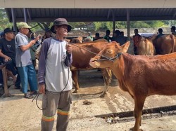 Jelang Idul Adha, Harga Sapi Kurban di Jatim Naik hingga Rp 3 Juta