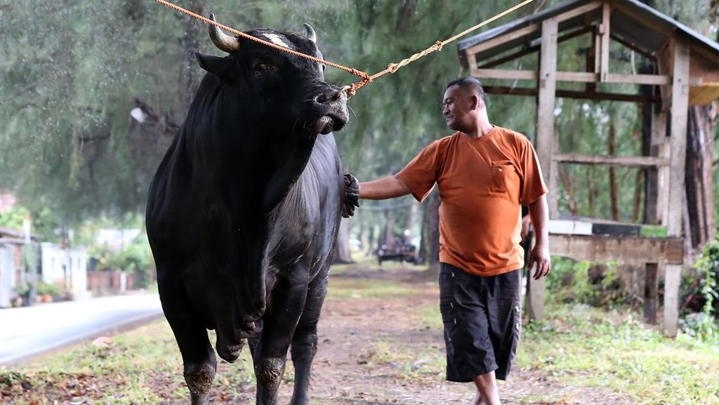 FOTO: Penampakan Sapi Kurban Prabowo di Sejumlah Daerah