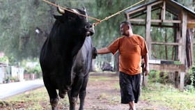 FOTO: Penampakan Sapi Kurban Prabowo di Sejumlah Daerah
