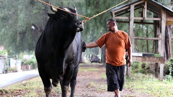 FOTO: Penampakan Sapi Kurban Prabowo di Sejumlah Daerah