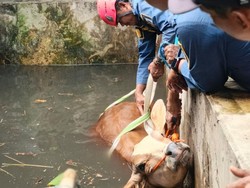 Sapi Baru Dibeli Nyemplung Bak Air 4 Meter di Klaten, Begini Cara Evakuasinya