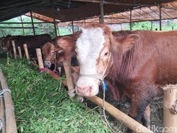 Ketentuan Pembagian Daging Kurban, Ini Penjelasannya